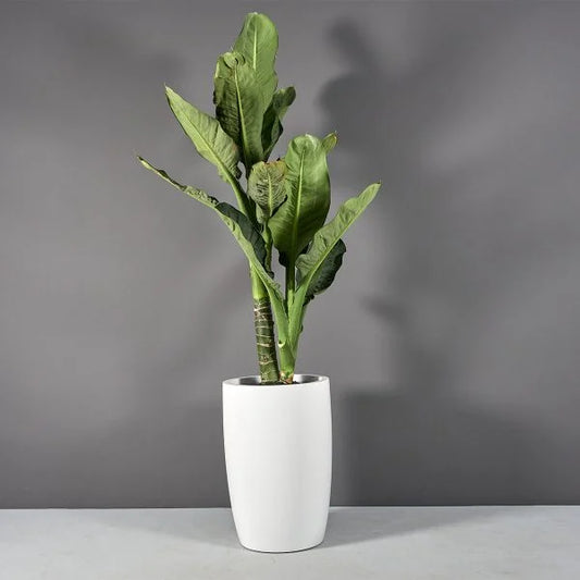 The Power of Indoor Office Plants: Boosting Productivity and Enhancing Workspaces