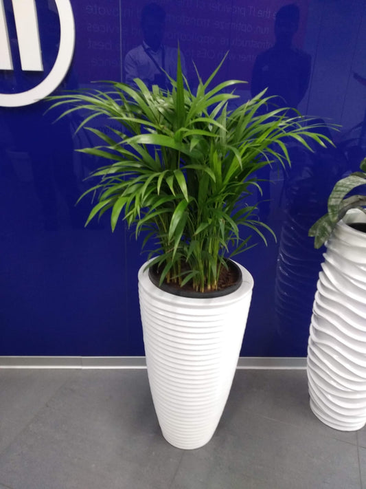 A Horticulturist’s Guide to Plantscaping for Homes and Offices