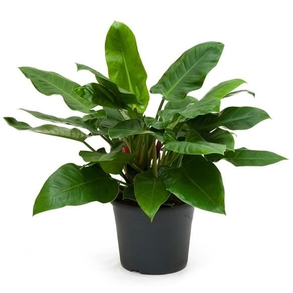 Philodendron ‘Imperial Green’
