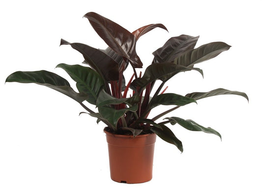 Philodendron 'Imperial Red'