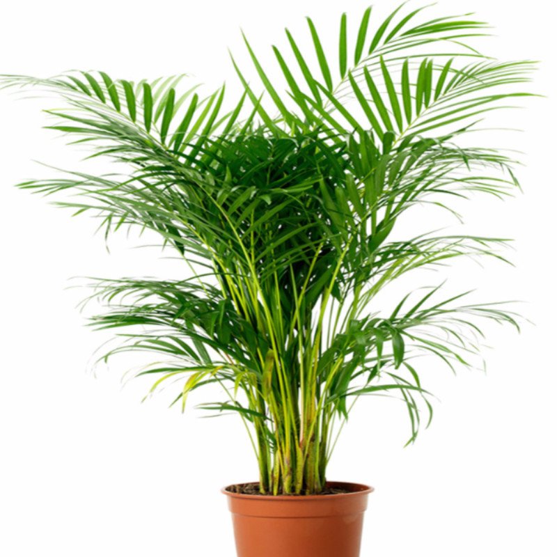 Areca Palm