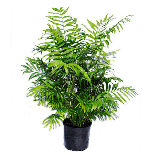 Parlour Palm