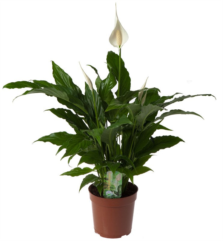 Spathiphyllum (Peace Lily)