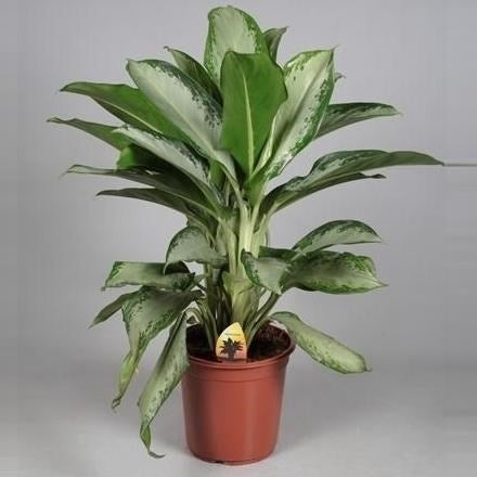 Aglaonema