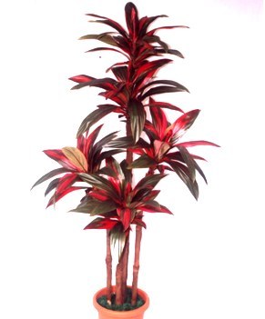 red dracaena mahatma Dracaena mahatma – Topplants by Terrascape
