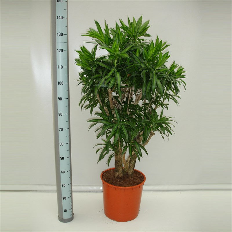 song of jamaica plant indoor Song of Jamaica – Topplants by Terrascape