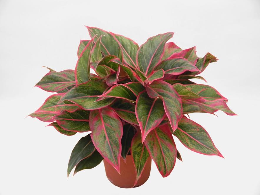 Aglaonema Red