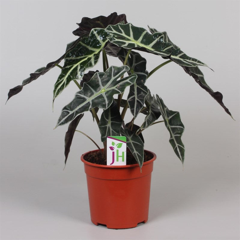 Alocasia