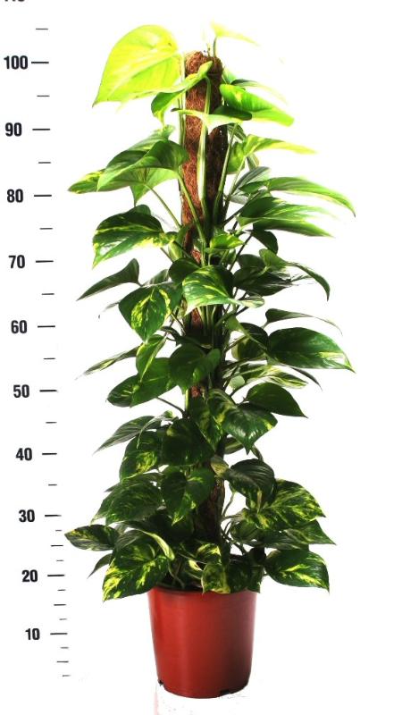 Pothos Moss-Pole (Subscription)