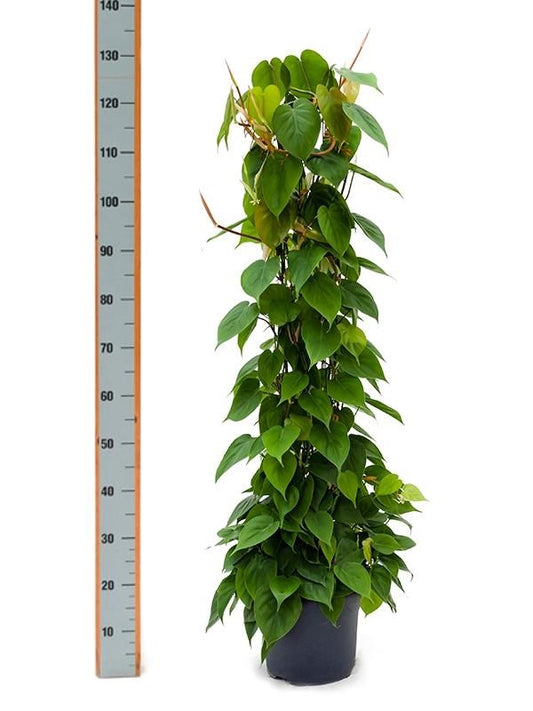 Oxycardium Moss-Pole