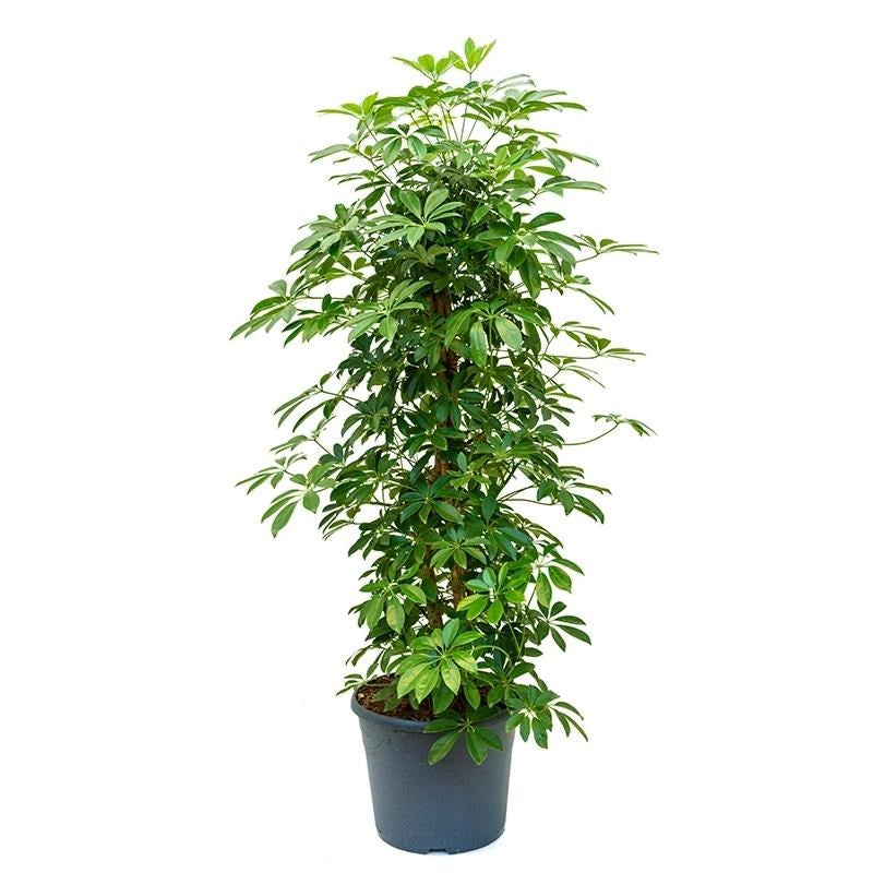schefflera moss pole Schefflera Moss-Pole – Topplants by Terrascape