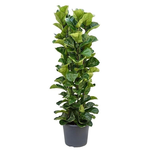 Ficus Lyrata (Fiddle Leaf Fig)