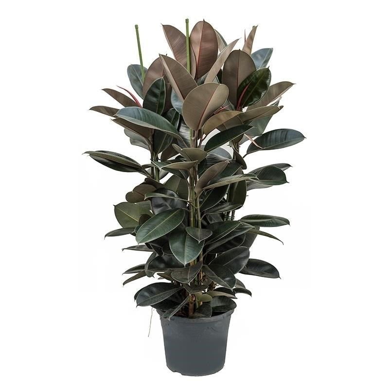 Ficus Elastica (Rubber Plant)