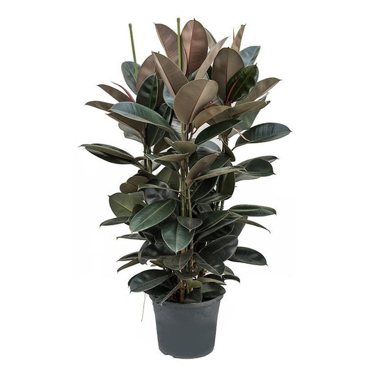 Ficus Elastica (Rubber Plant)