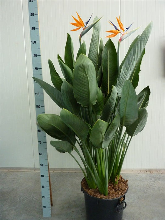 Strelitzia reginae