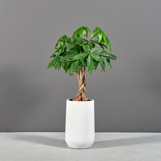 Tapered Round Planter