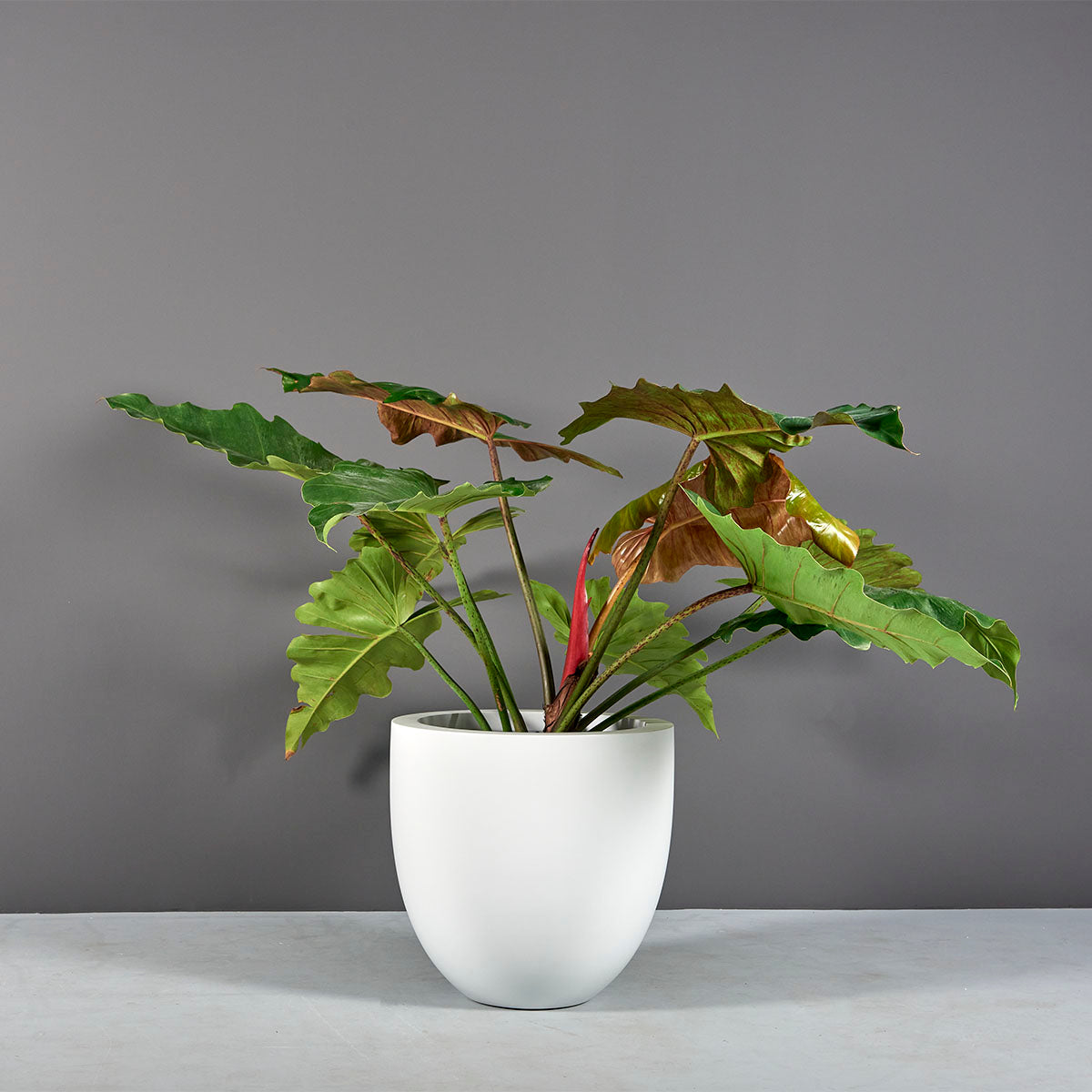 Bowl Planter