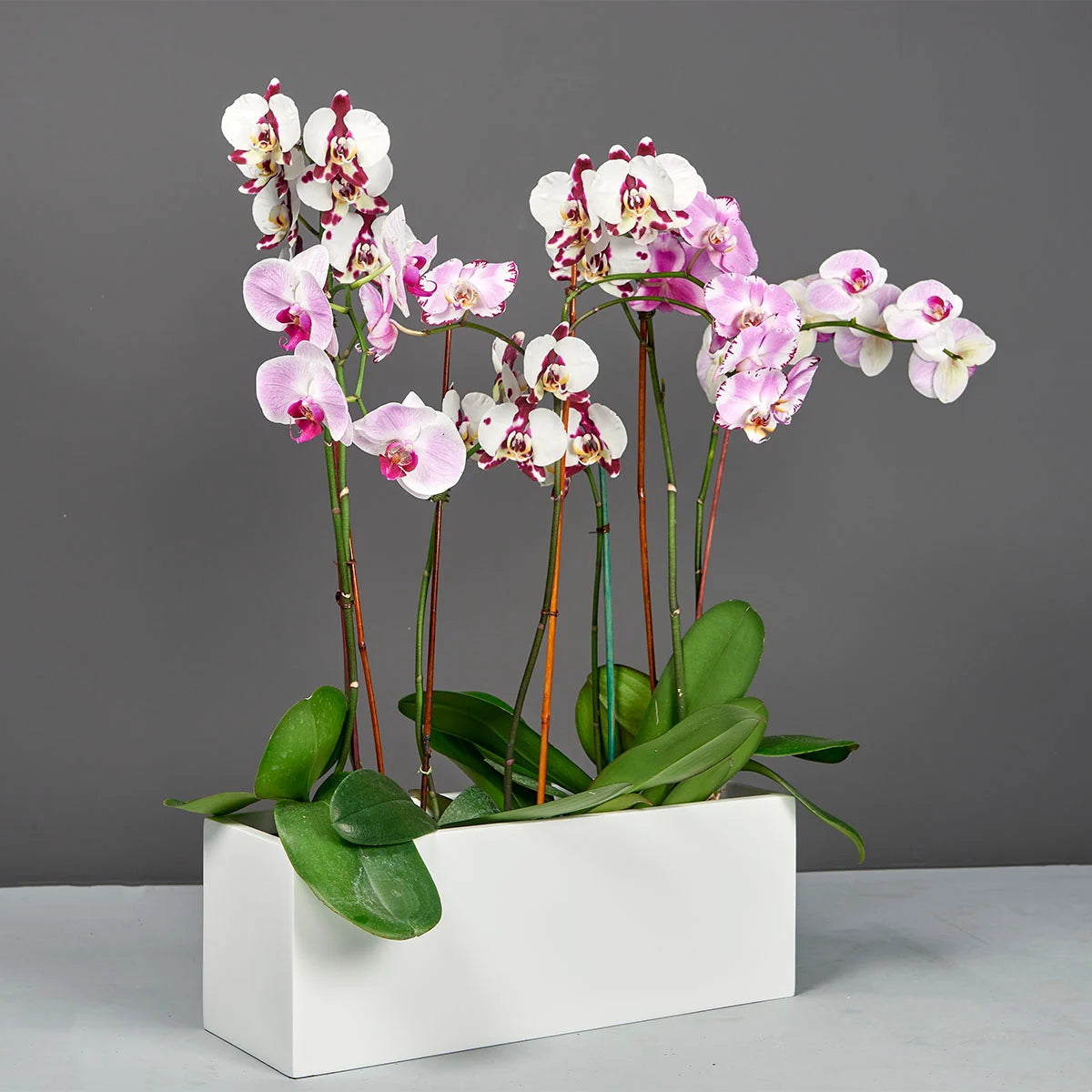 Rectangle Tabletop Planter