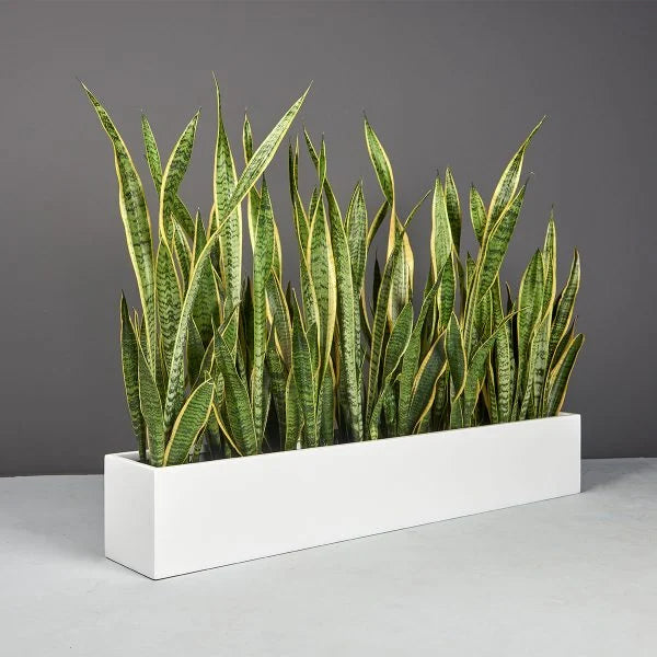 Rectangle Tabletop Planter