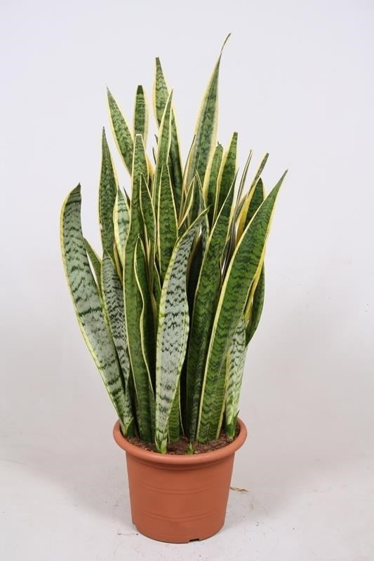Sansevieria