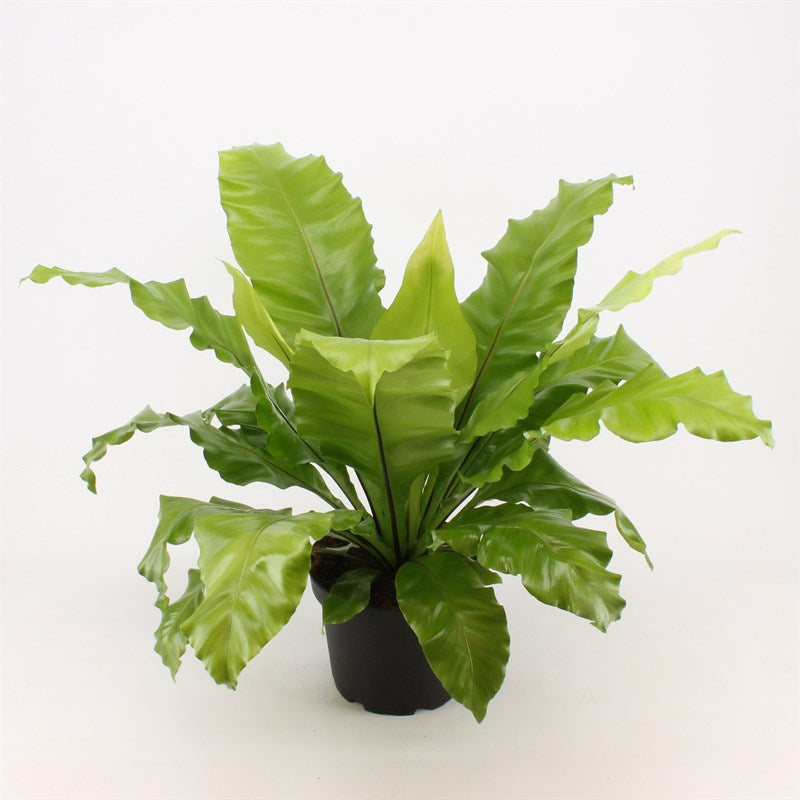 Bird’s Nest Fern (Asplenium nidus)