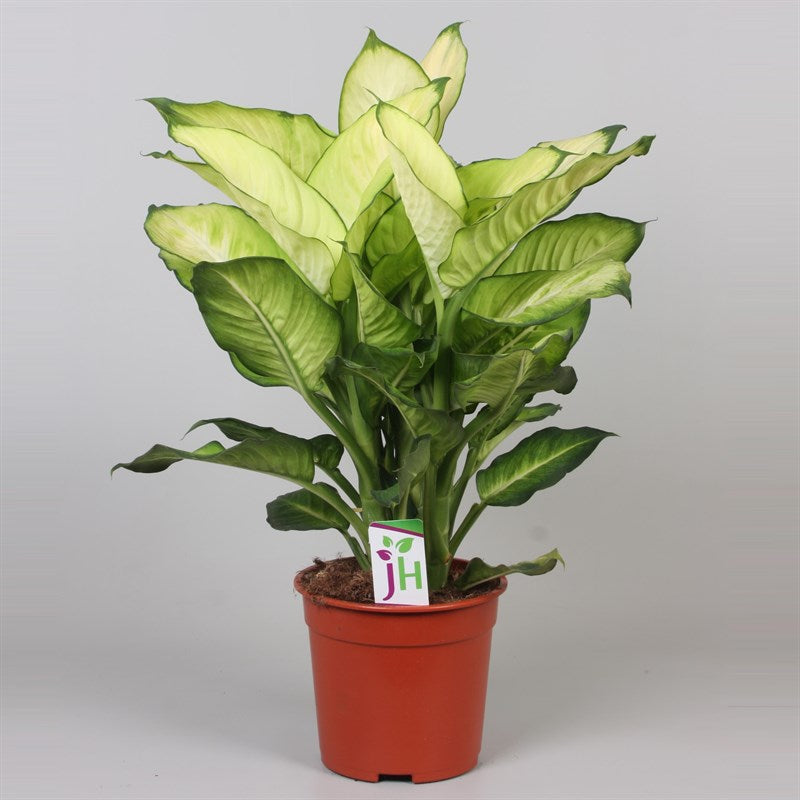 dieffenbachia summer style Dieffenbachia – Topplants by Terrascape
