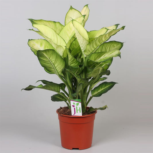 Dieffenbachia