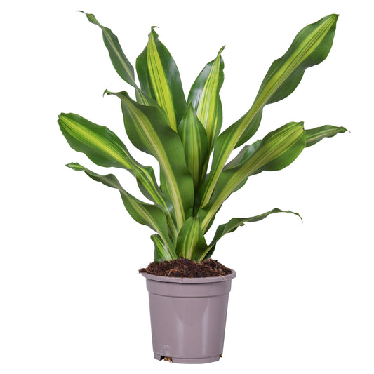 Dracaena fragrans ‘Burley’