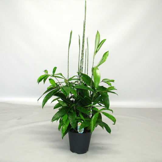 Dracaena surculosa (Spotted Dracaena)