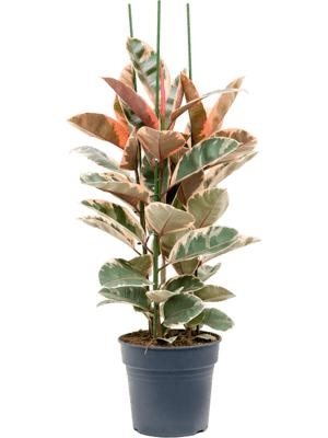 Ficus elastica 'Belize'