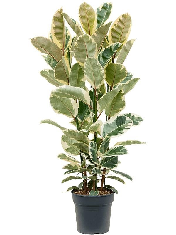 Ficus elastica 'Tineke'