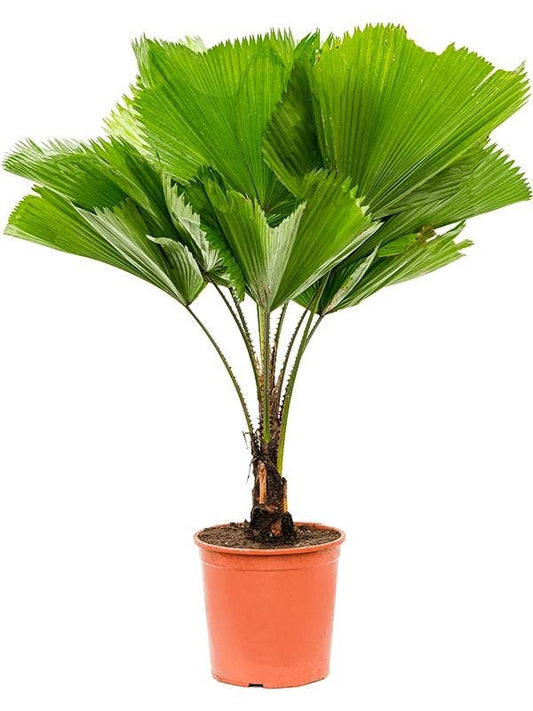 Licuala grandis (Ruffled Fan Palm)