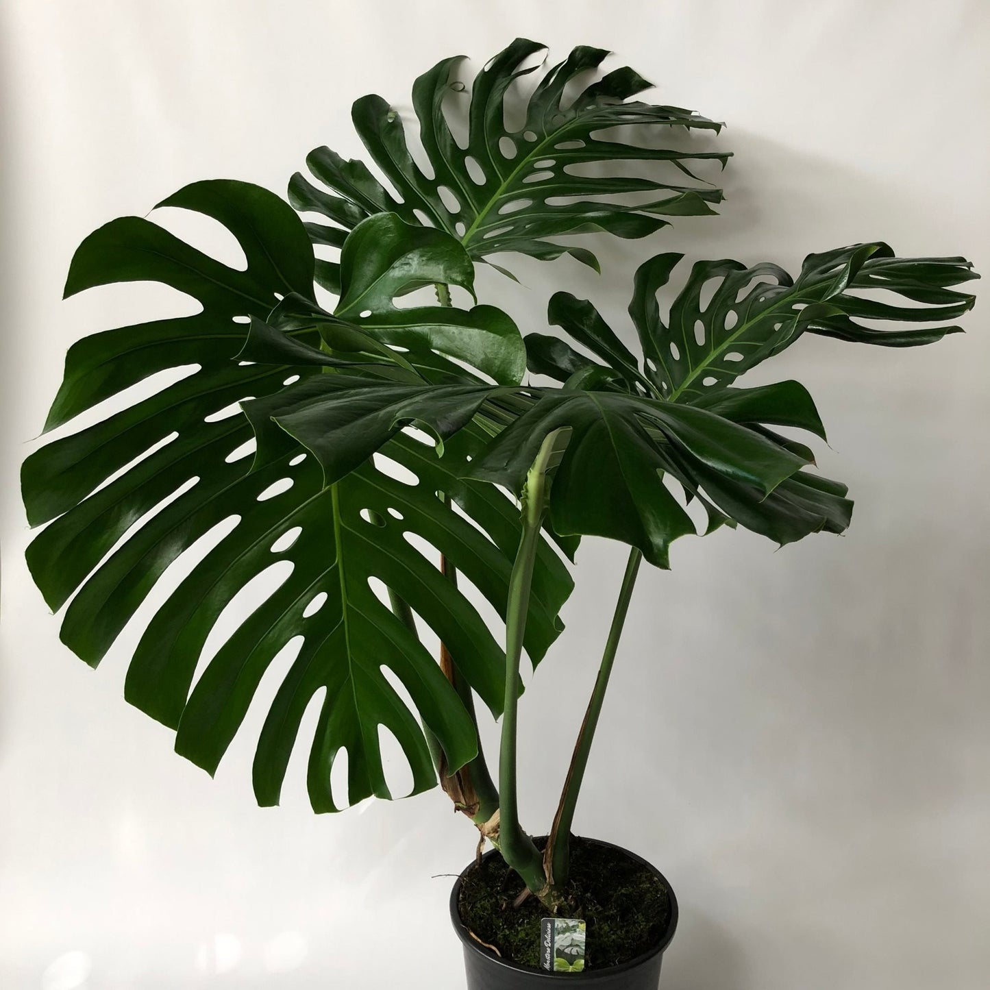 Monstera deliciosa (Swiss Cheese Plant)
