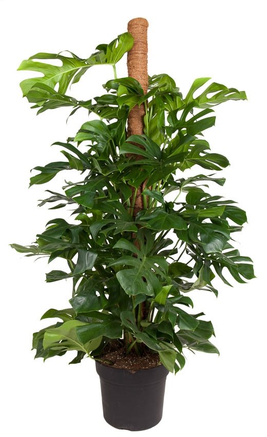 swiss cheese plant moss stick Monstera deliciosa (Swiss Cheese Plant)