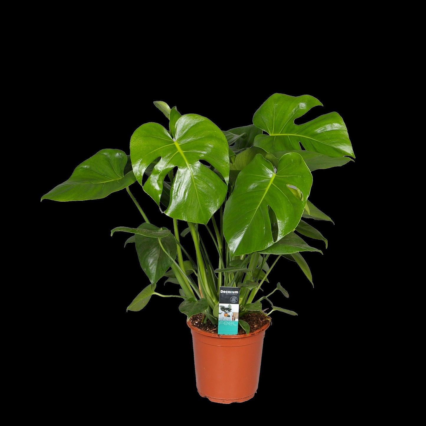 Monstera deliciosa (Swiss Cheese Plant)