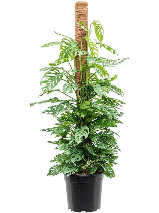 Monstera adansonii