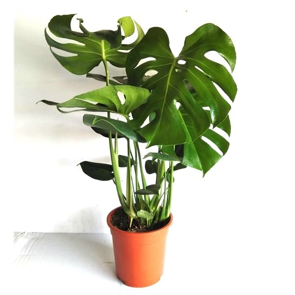 Monstera deliciosa (Swiss Cheese Plant)