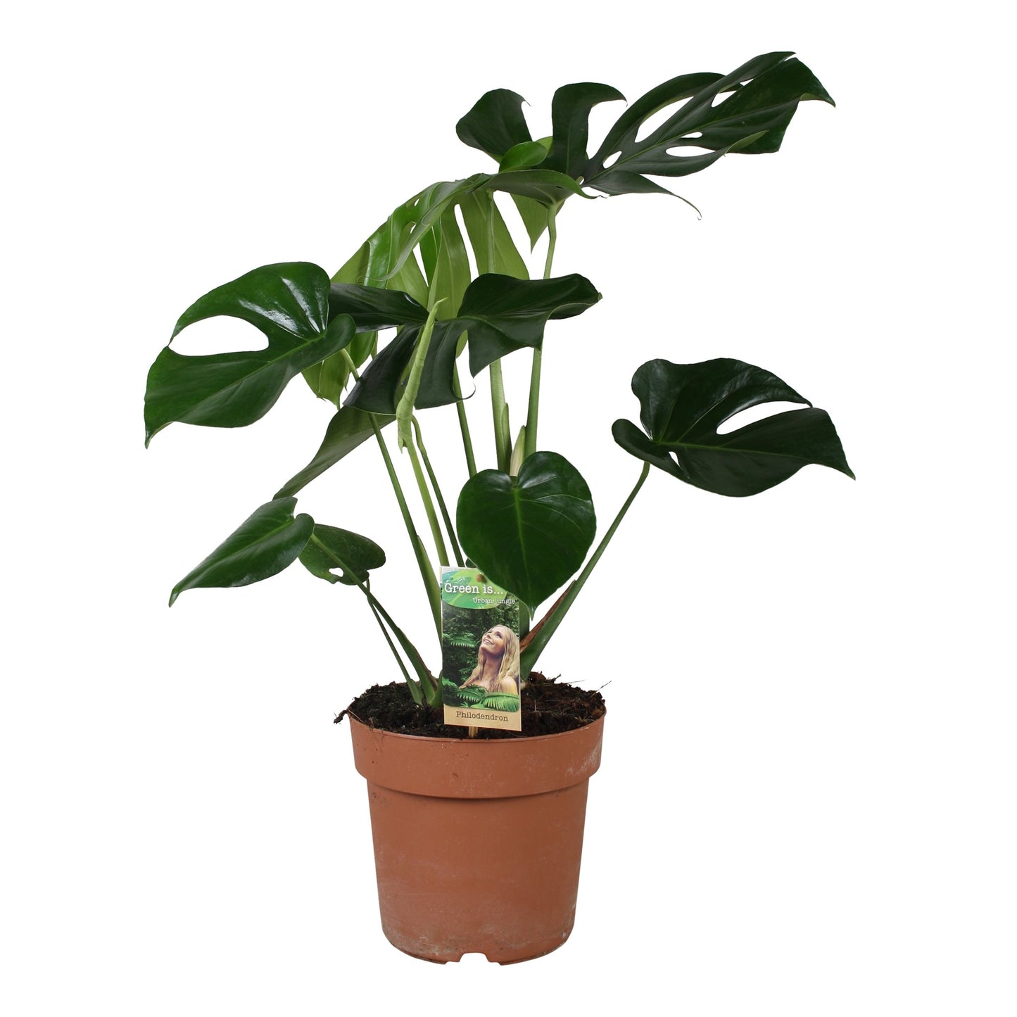 Monstera deliciosa (Swiss Cheese Plant)