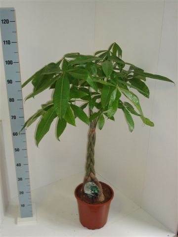 Pachira aquatica (Money Tree)