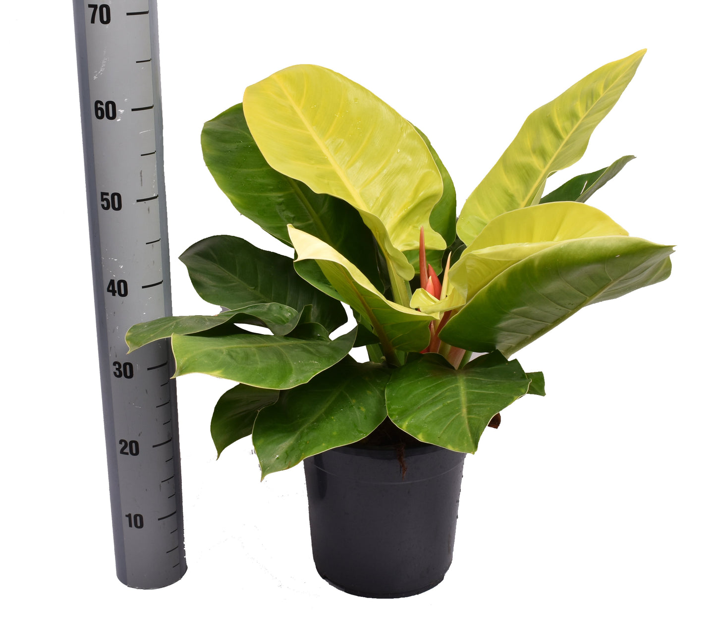 Philodendron 'Moonlight'