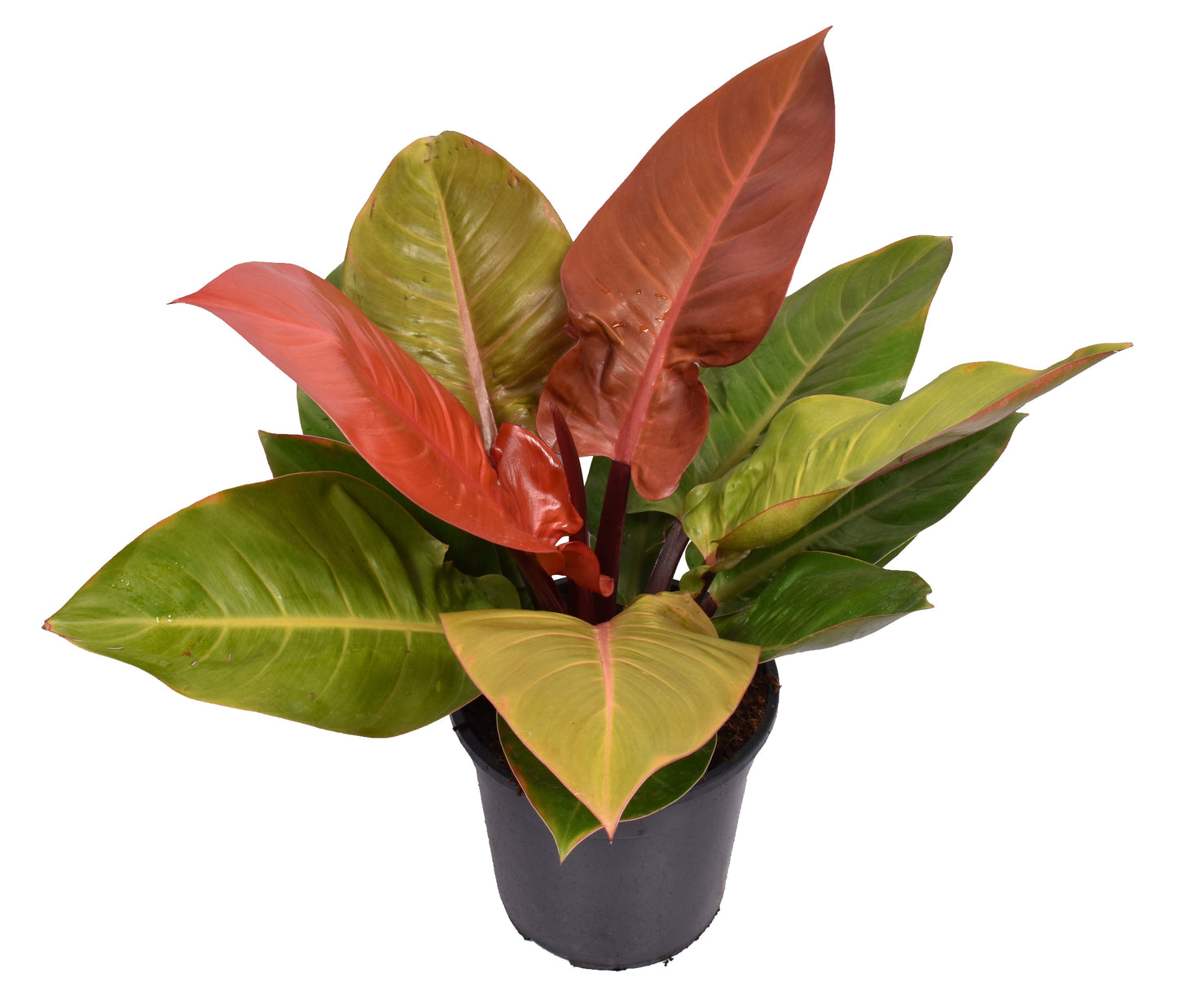 Philodendron 'Prince of Orange'