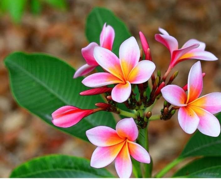 Plumeria (Frangipani)