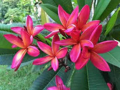 Plumeria (Frangipani)