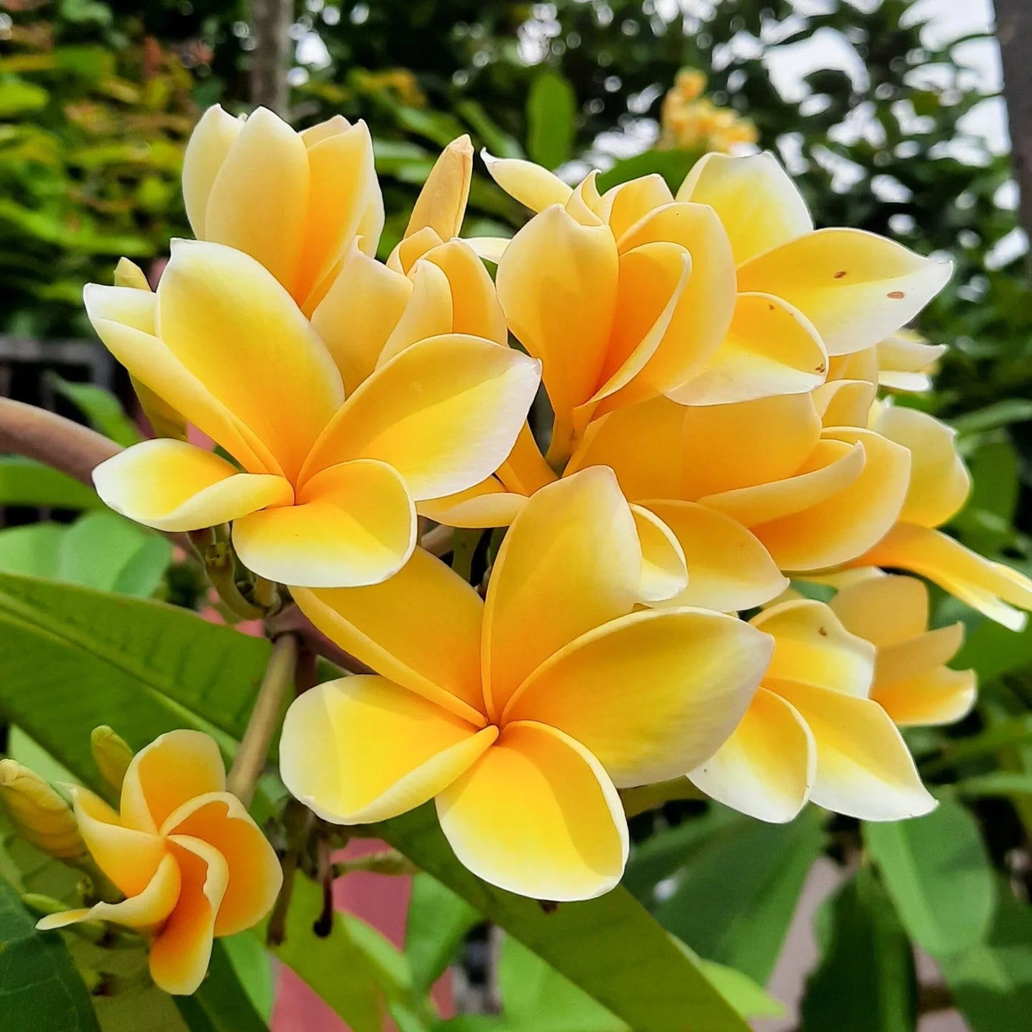 Plumeria (Frangipani)