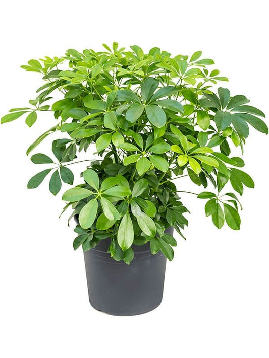 Schefflera arboricola 'Compacta'