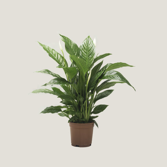 Spathiphyllum (Peace Lily)