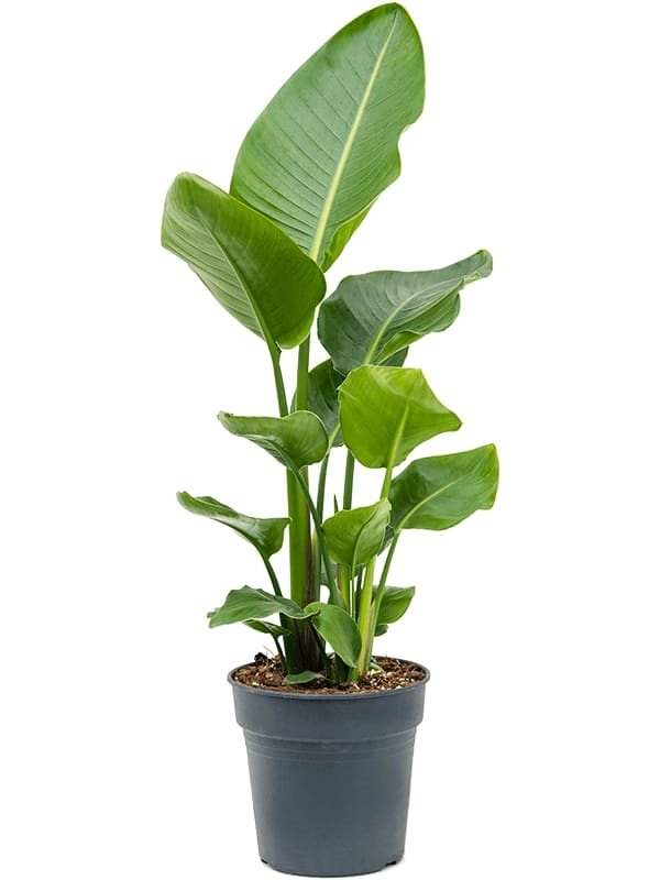 Strelitzia nicolai (Giant White Bird of Paradise)