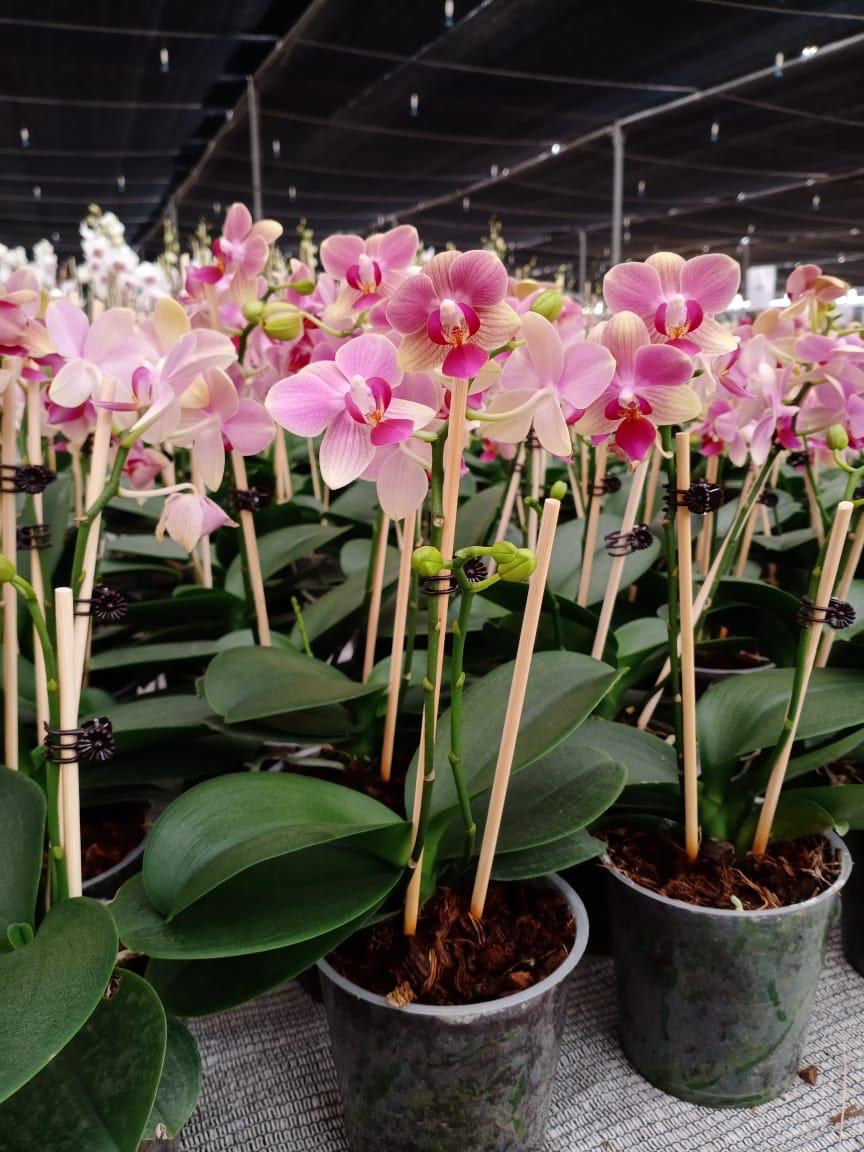 Orchid Pot Plant - Exotic Beauty for Your Home or Garden