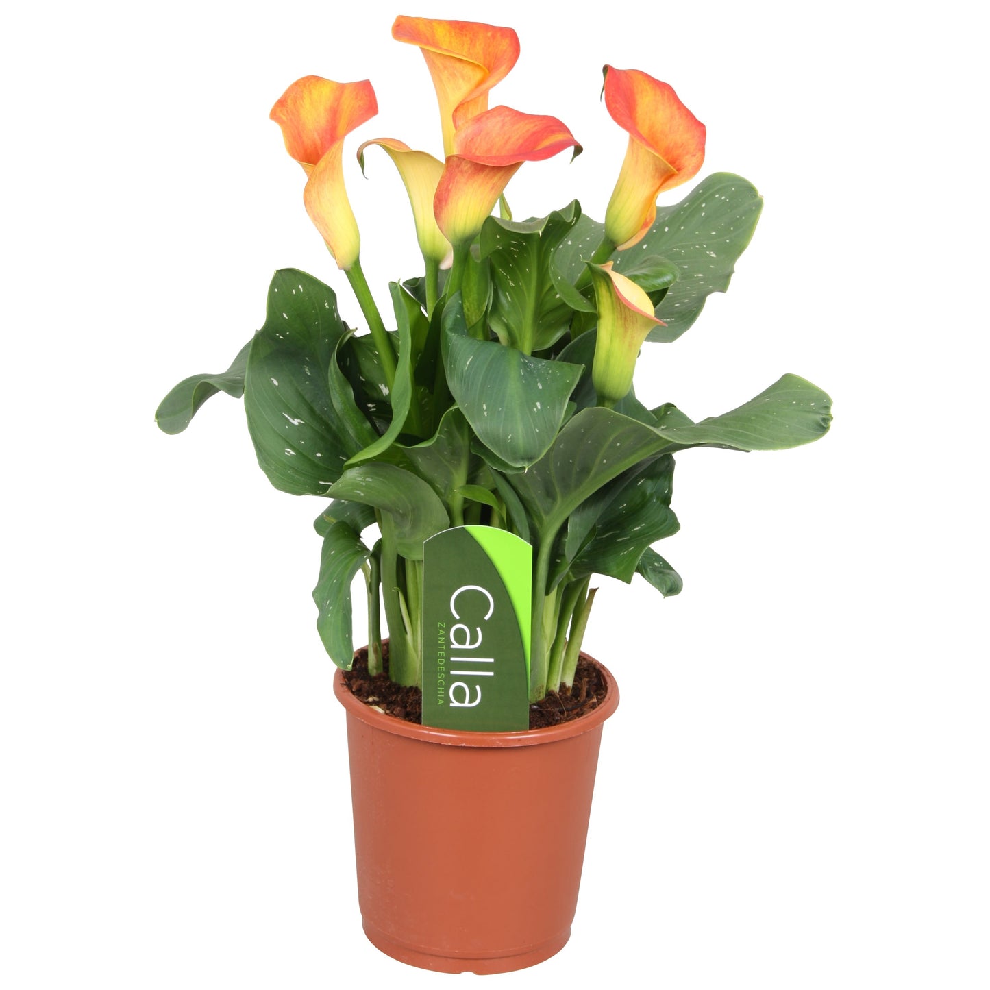 Calla Lily Pot Plant - Elegant Indoor & Outdoor Decor