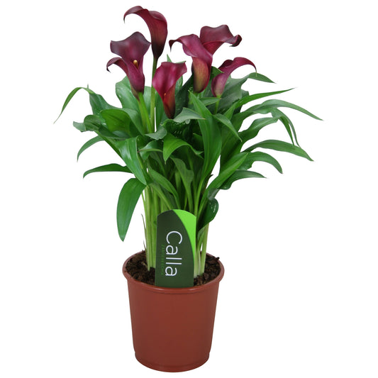 Calla Lily Pot Plant - Elegant Indoor & Outdoor Decor